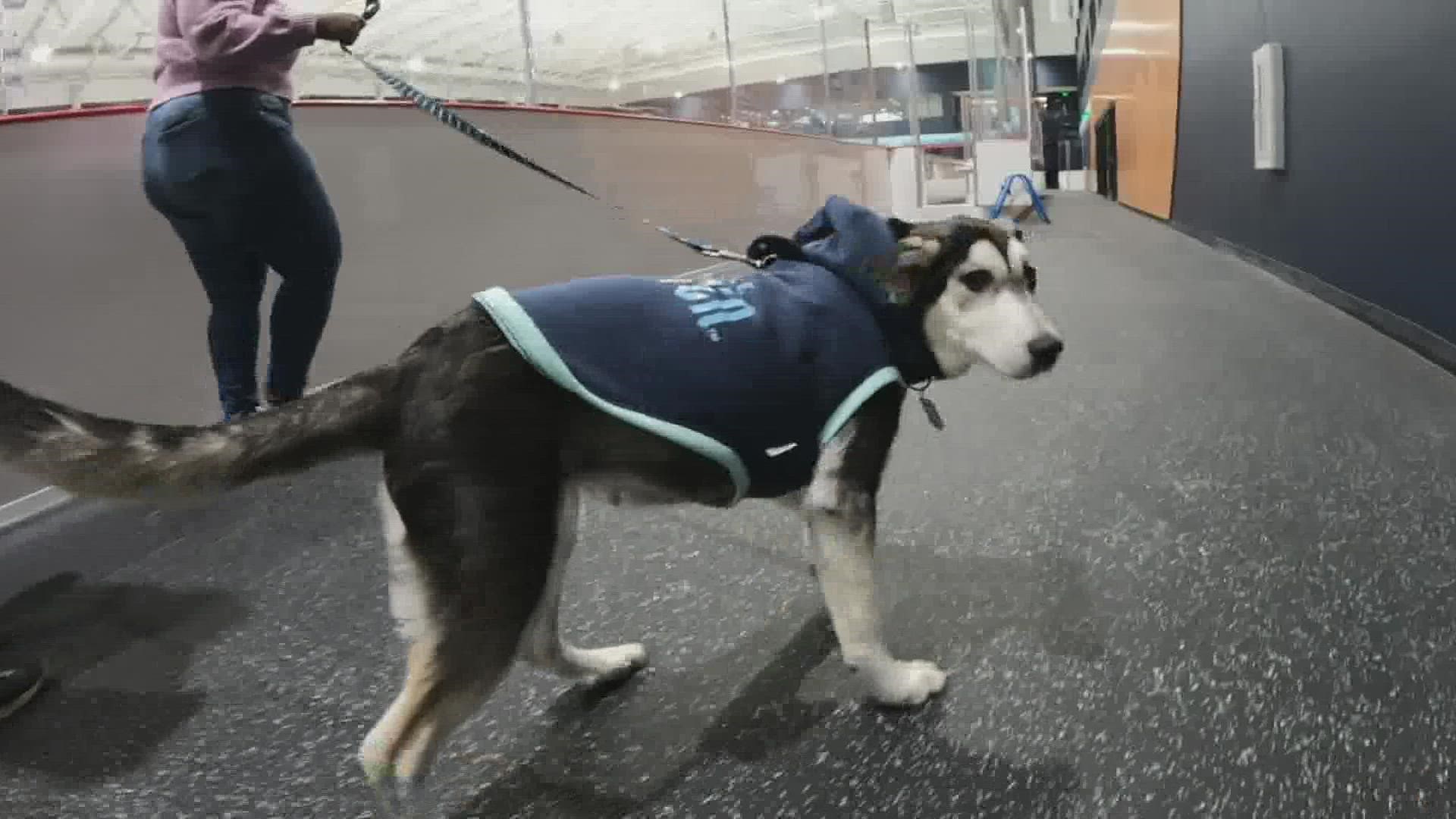 Four-month-old Husky mix Davy Jones is bringing new energy to the Seattle Kraken team and Climate Pledge Arena.