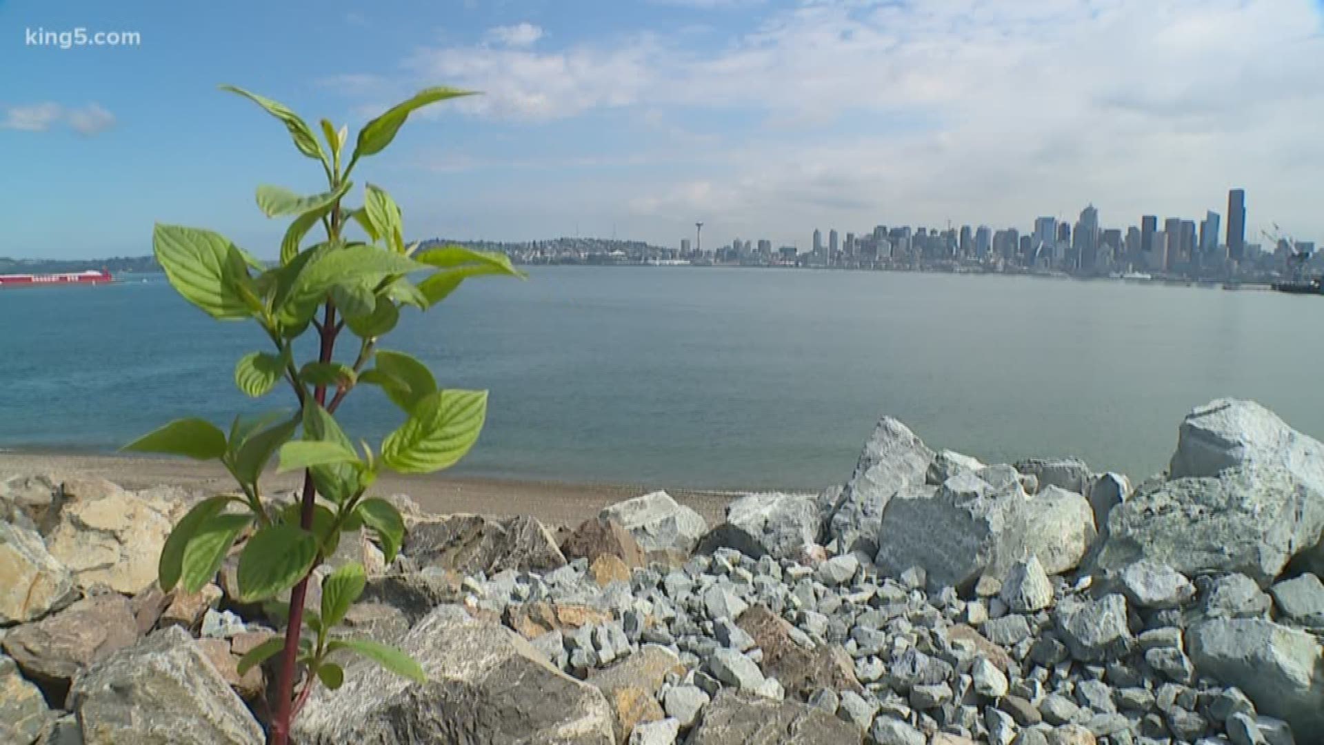 The Port Commission just voted to expand a program providing career training for teens and young adults who are cleaning up the Seattle shoreline. KING 5's Ted Land reports.