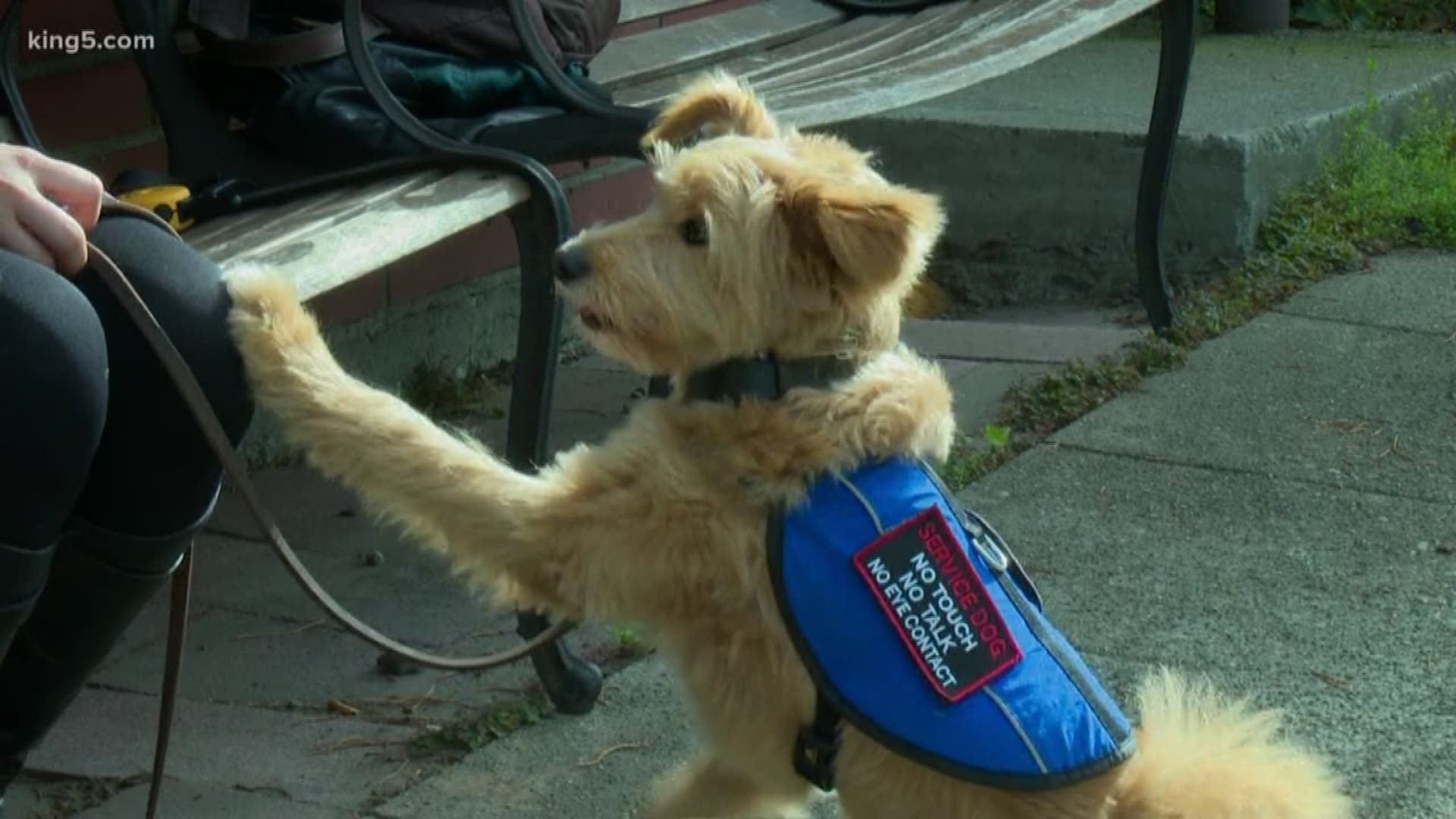 After getting questioned about her disability, a Seattle woman is spreading the word about how you should interact with service animals in public.