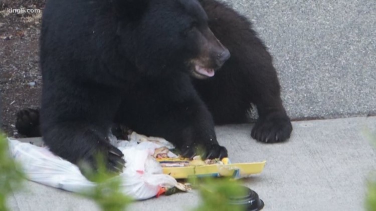 Bear sightings increase due to trash