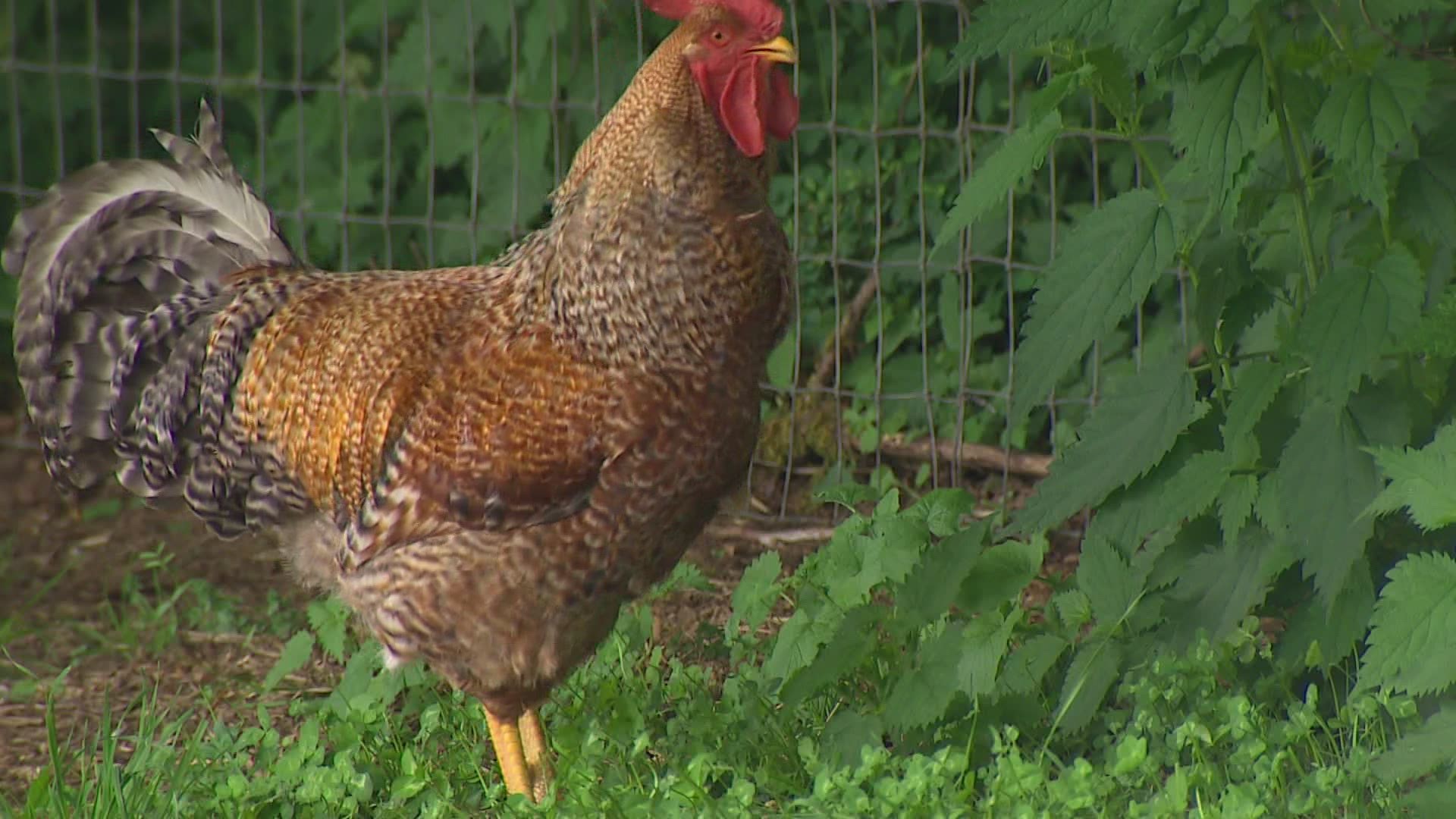 A city ordinance prohibits rooster ownership in some neighborhoods, but the Johnson family is arguing they own a commercial farm and are protected by state law.