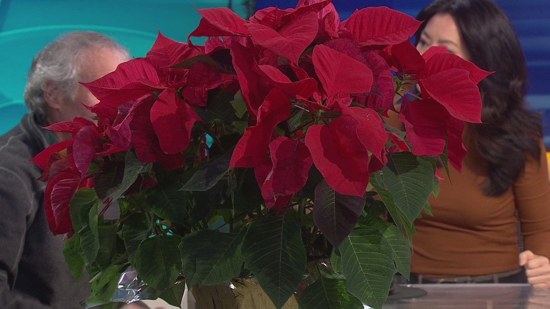 Gardening expert Ciscoe Morris explains how to save your poinsettia plant for next year.