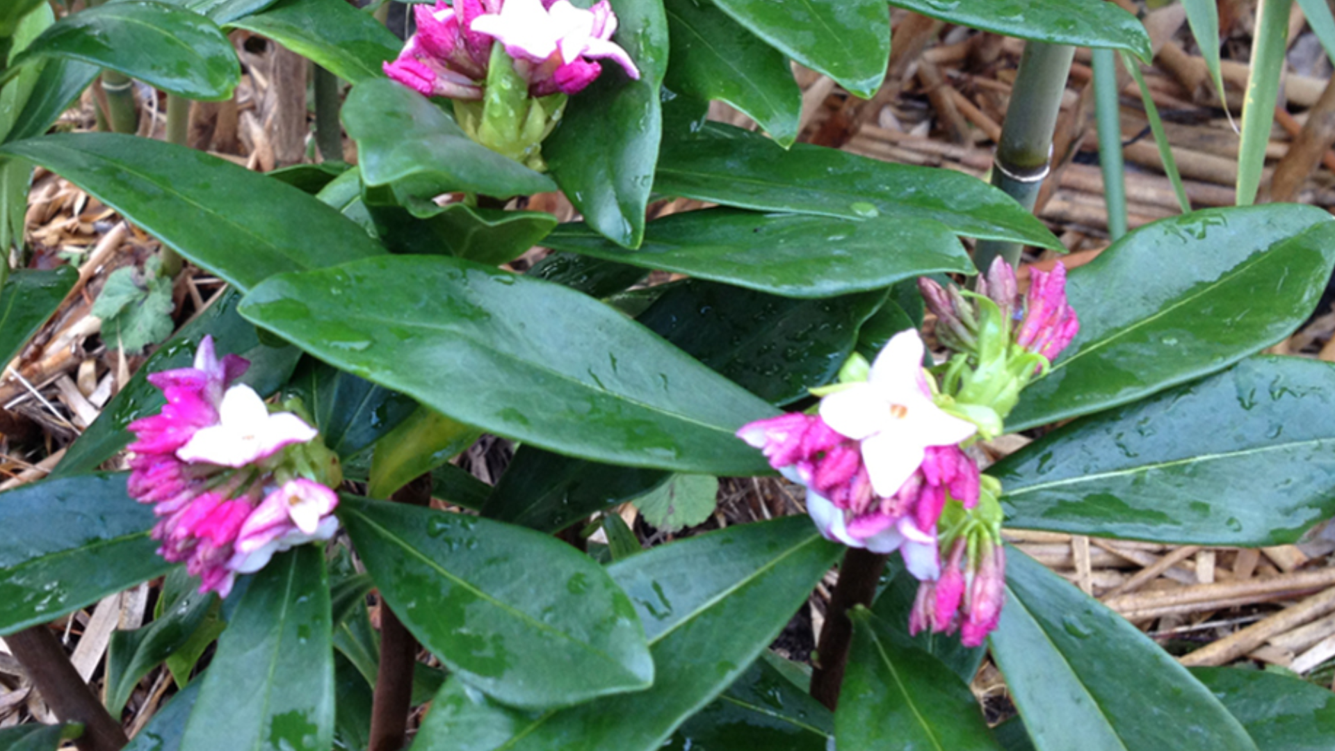Ciscoe Morris calls the Daphne odora the "queen of the fragrant plants" but she's temperamental with a mind of her own.