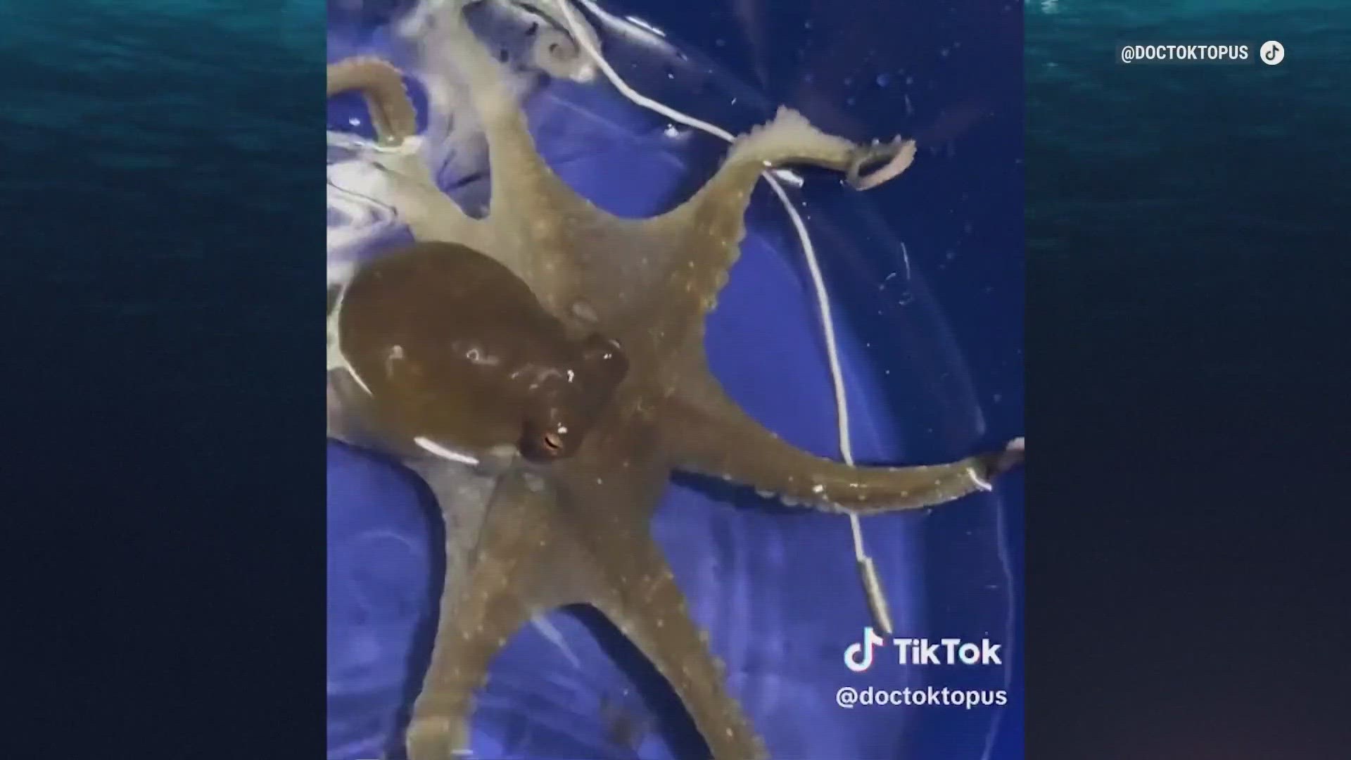 An Oklahoma family is sharing their journey on TikTok after their son got an octopus for his birthday, who turned out to be pregnant.