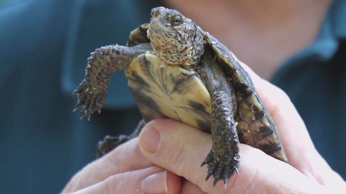 How the Woodland Park Zoo helped save the only native turtles to western Washington