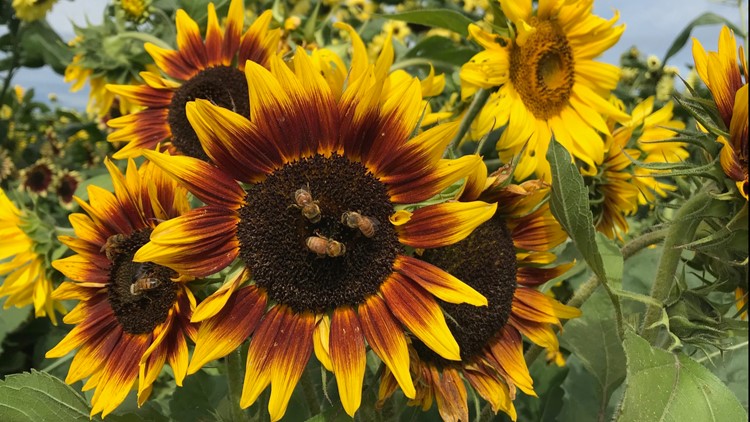 U-cut your own blooms at the annual Sunflower Festival in Snohomish