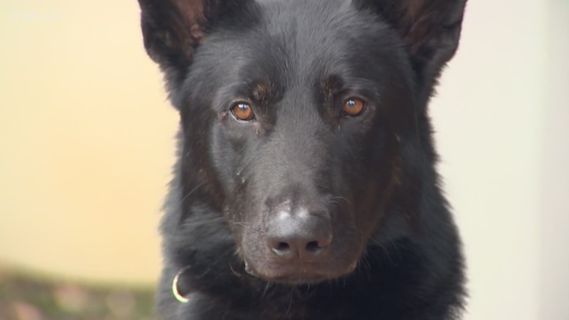 A special Pierce County K9 has made six captures in one week. But a capture that happened near a bittersweet anniversary is one that stands out. KING 5's Jenna Hanchard introduces us to K9 Dan.