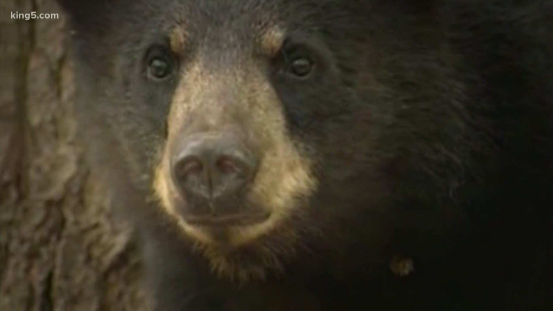A Thurston County judge ruled that a loophole that allows hunters to use outlawed practices to target problem bears is not in violation of Washington State law.