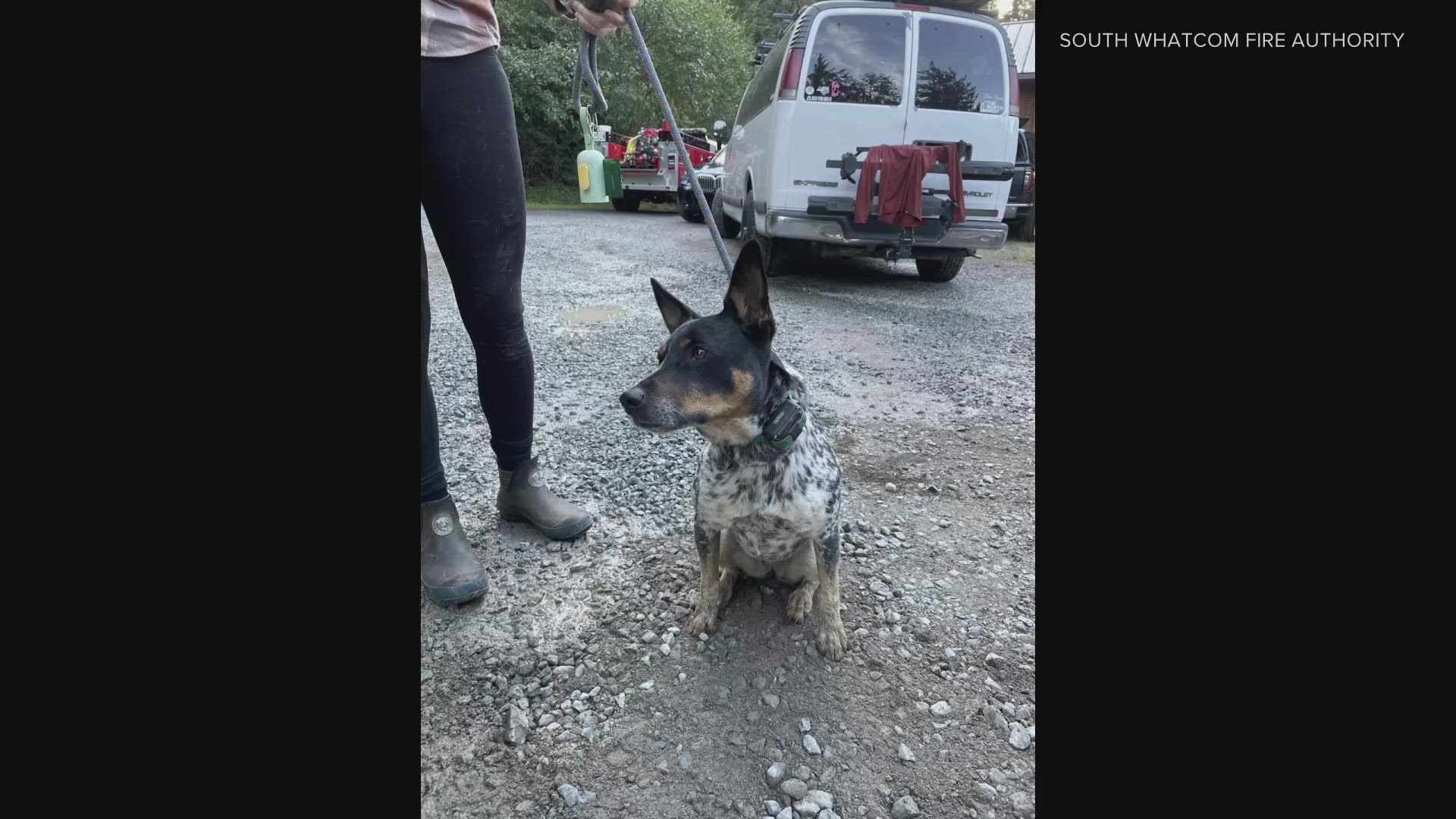 It took a team of firefighters and volunteers over three hours to rescue the dog