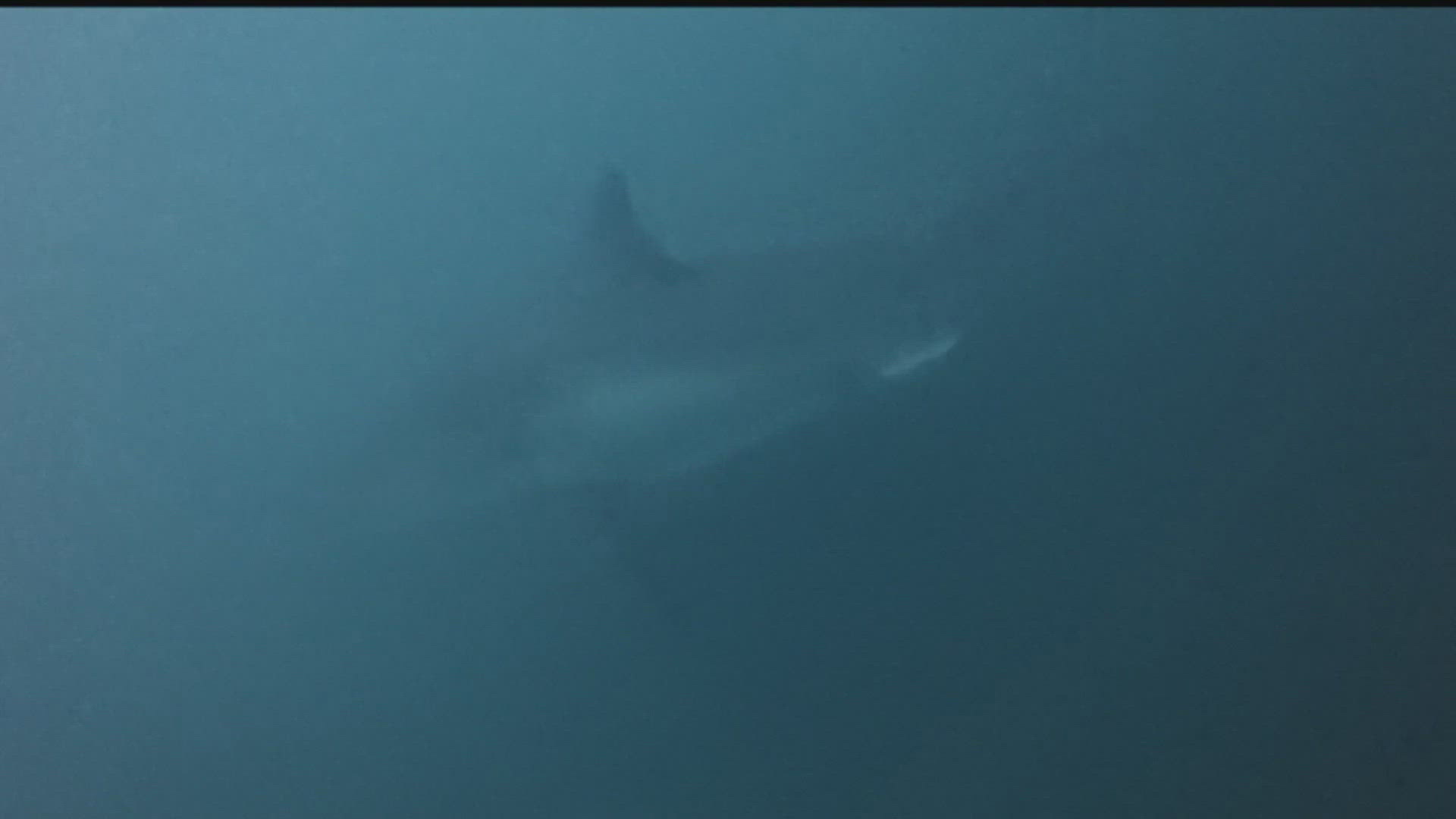 A spearfisherman encountered a great white shark will diving off the Oregon coast