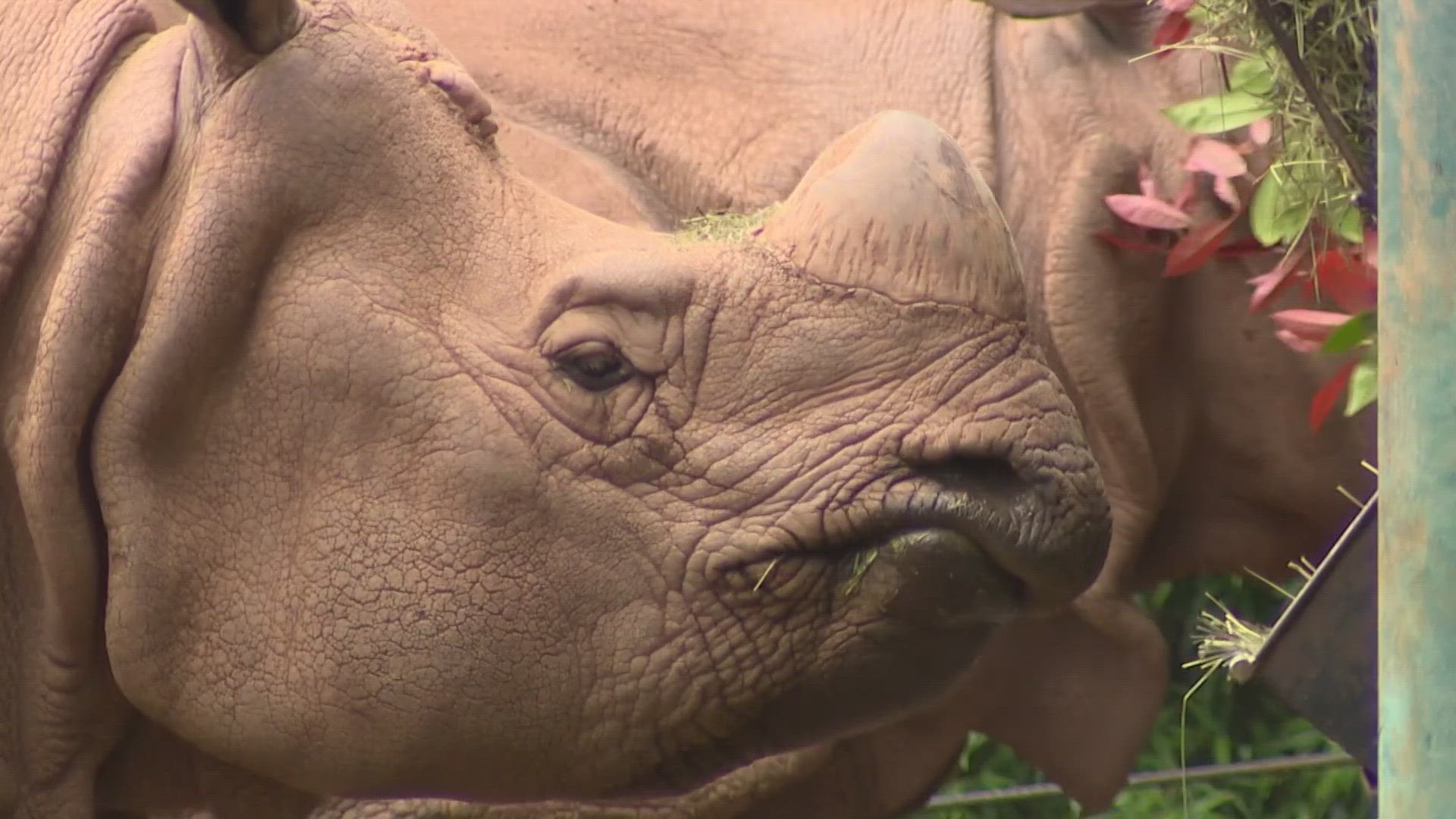 Animal poop in some of the enclosures at Woodland Park Zoo is not just for shoveling aside and tossing out. The "Zoo Doo," is part of an on-site compost program.