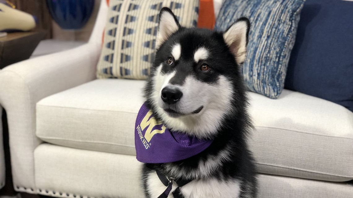 University of Washington mascot Dubs II visits New Day | king5.com