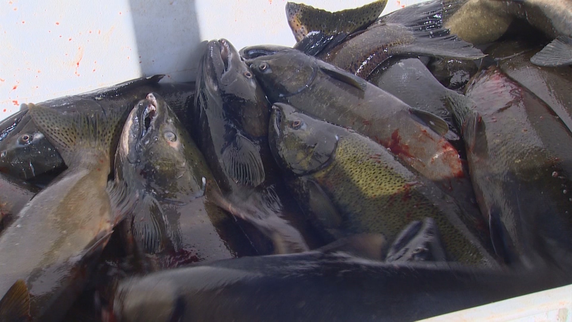 Salmon giveaway brings crowd to JBLM