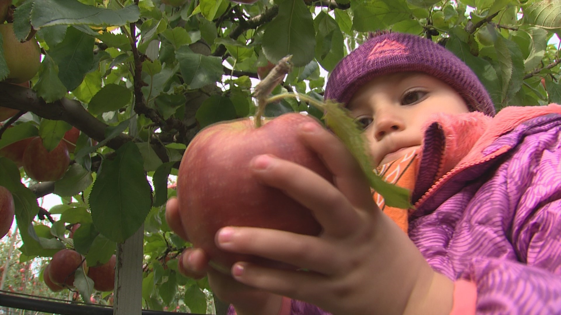 Apples are just the beginning in the largest orchard west of the mountains. Sponsored by Visit Bellingham.