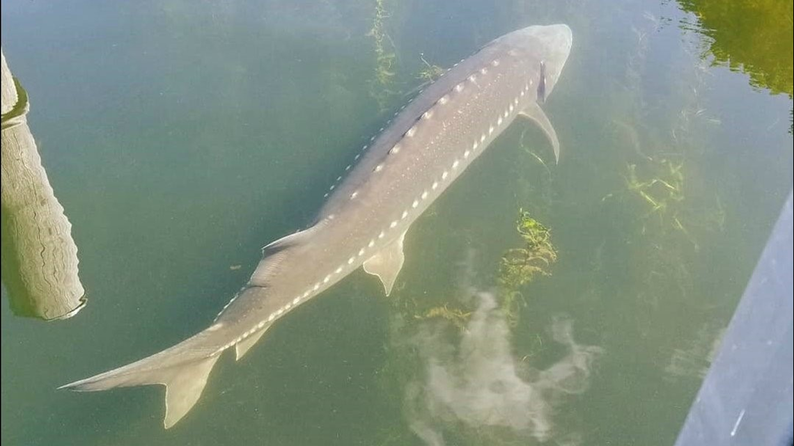 What is this 'unicorn' fish lurking in the Oklahoma water?