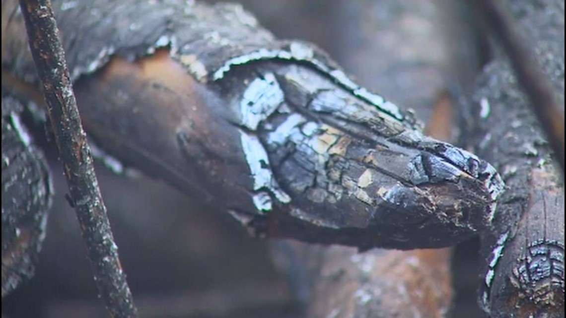 Current burn bans in western Washington