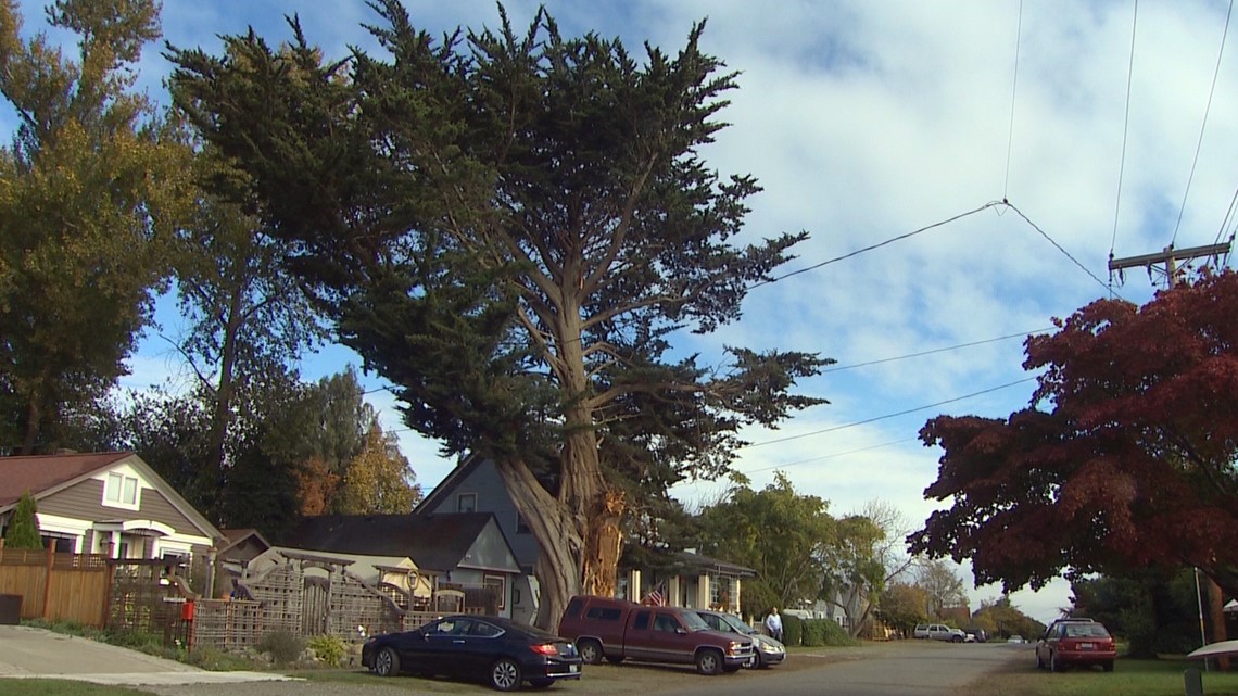 Port Townsend mourning loss of 150yearold landmark tree