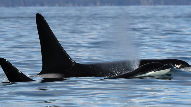 More than 70 Bigg's killer whales seen in Salish Sea Thursday