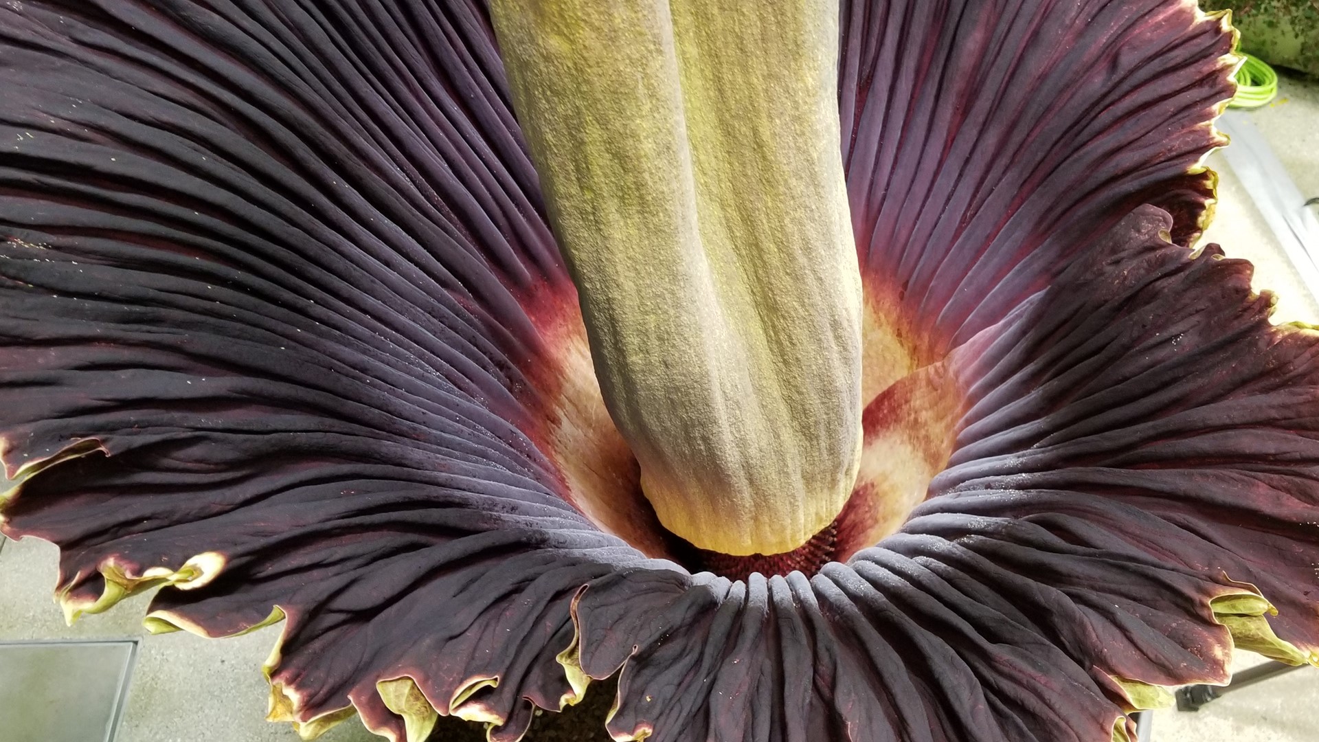 Corpse flower blooming inside Seattle's Amazon Spheres