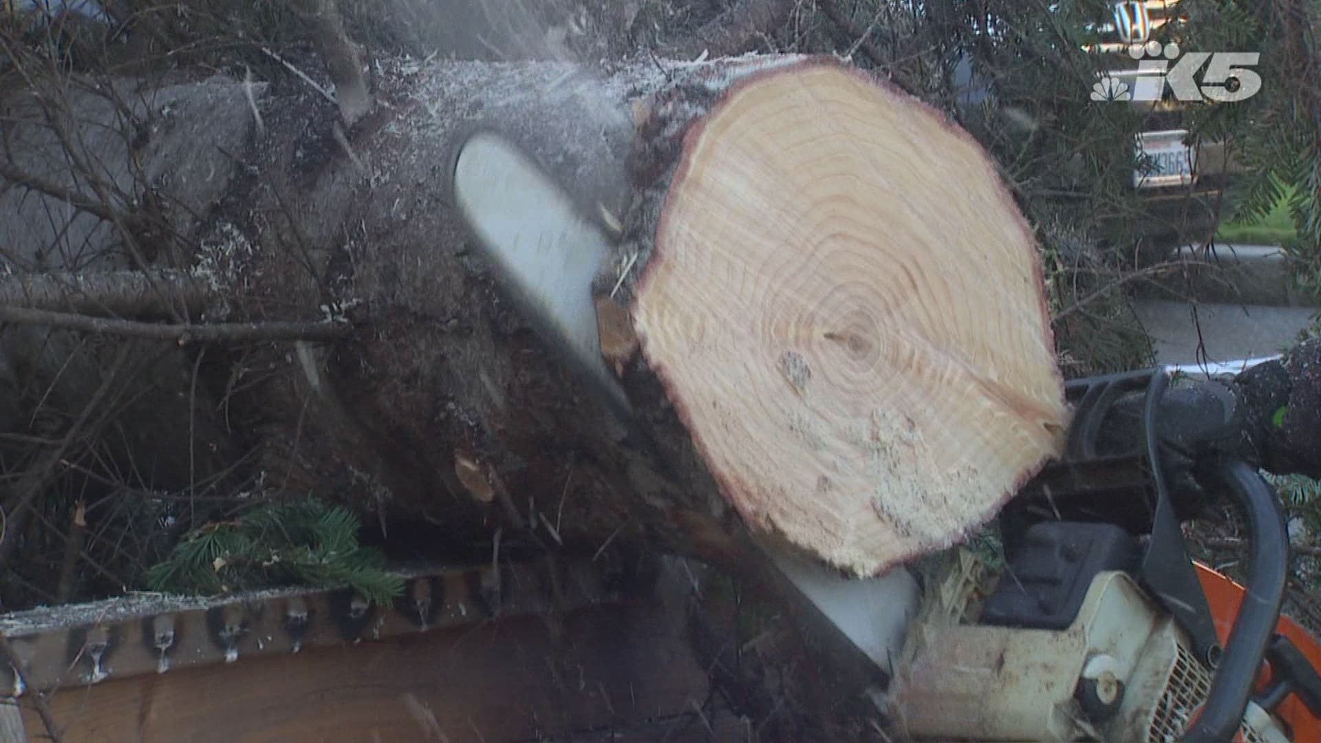 Crews moved a massive holiday tree into the lobby of the state capitol in Olympia on Tuesday.