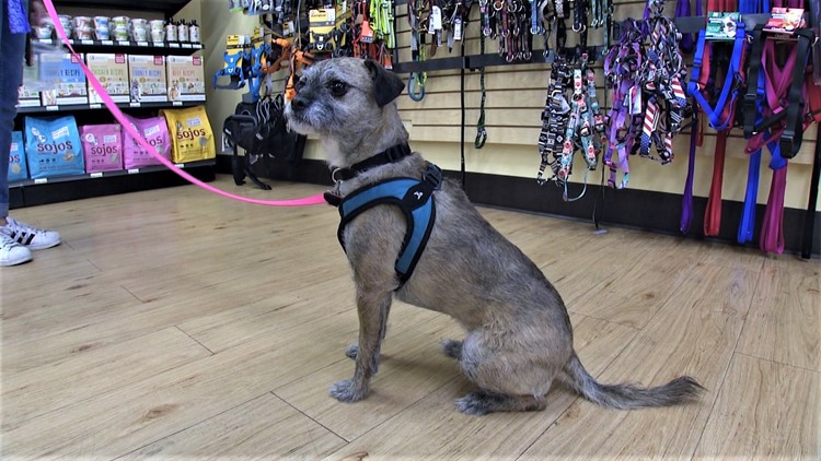 Mud Bay is the doggone best place for pet supplies - 2021's Best