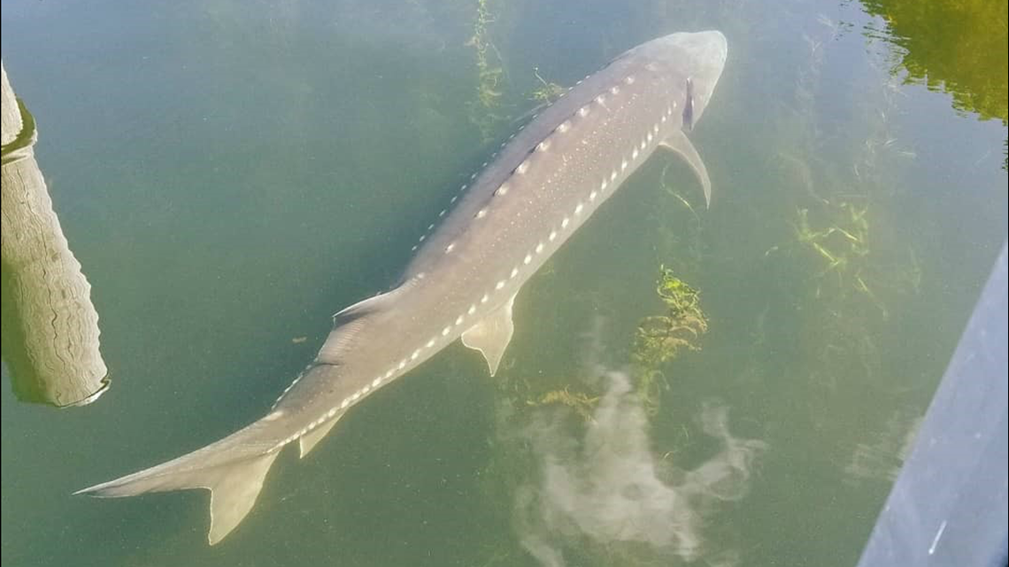 What's lurking in Lake Washington? 'Monster' fish explained