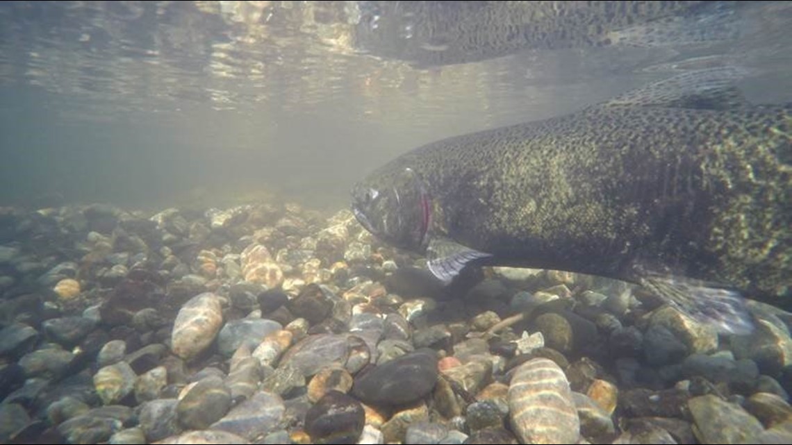 Chinook salmon spawn in restored Seattle creek after 8-year hiatus ...