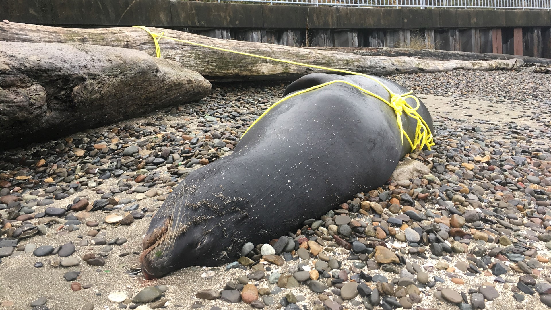 5,500 reward offered after sea lions found shot near West Seattle