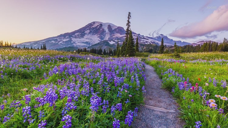 Officials considering timed entry into Mt. Rainier National Park
