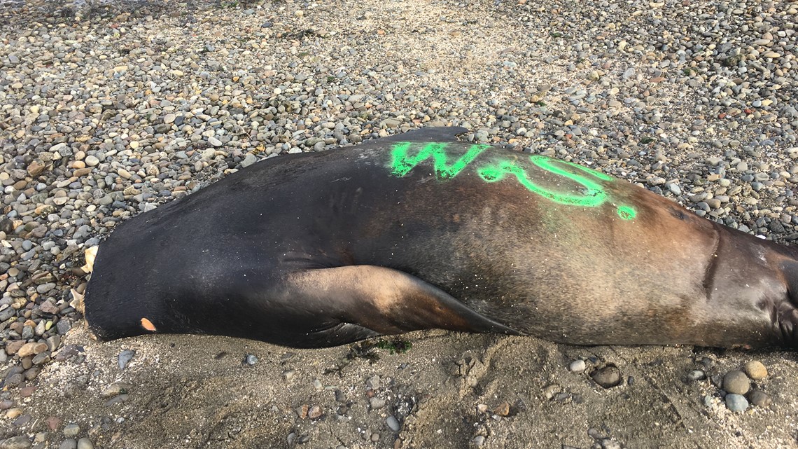 6 sea lions dead from gunshot wounds near Puget Sound