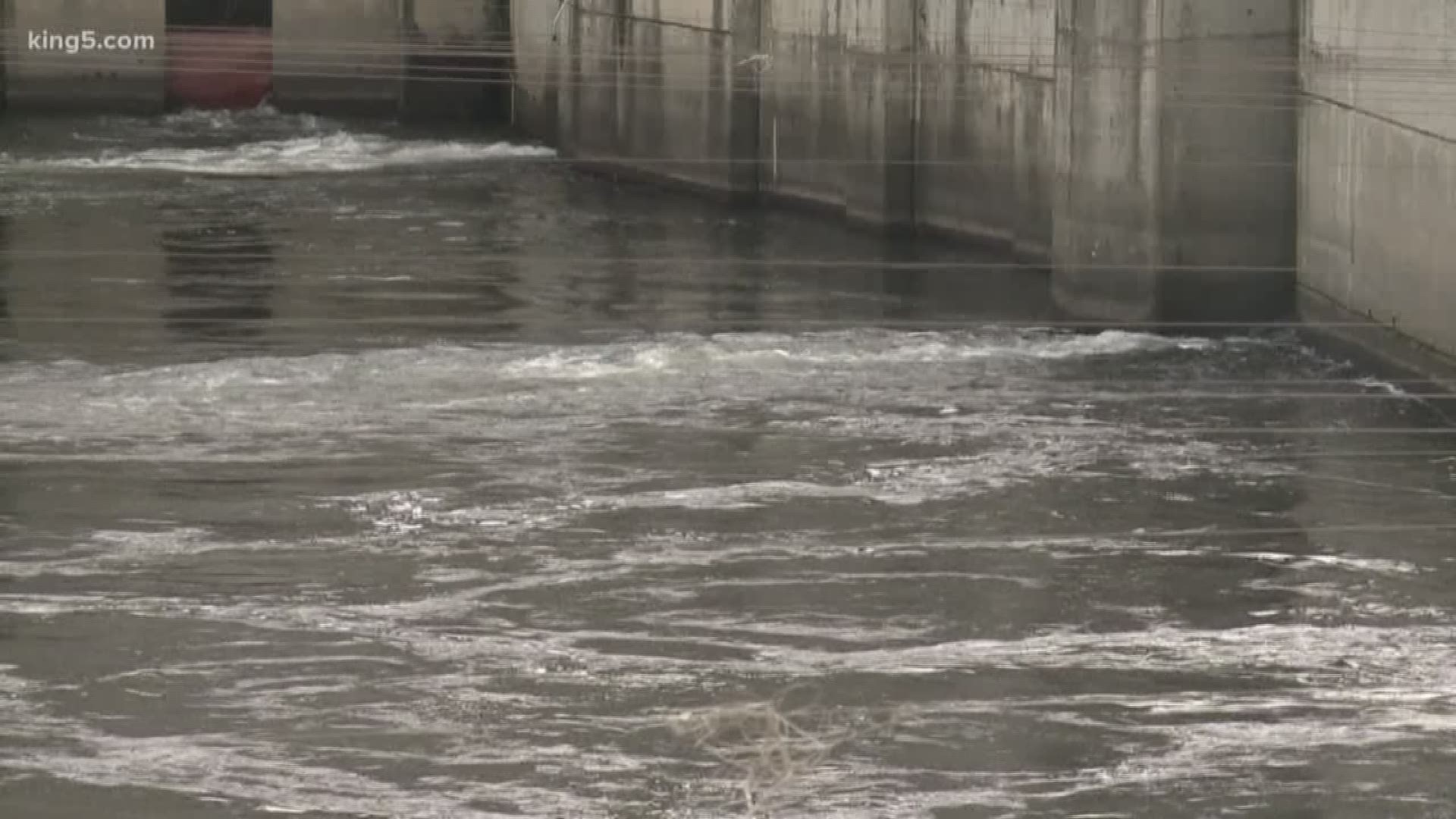 A retired government fish biologist is criticizing his former employer for ignoring a salmon crisis on the Columbia River system. He told KING 5 Environmental Reporter Alison Morrow, millions of tax dollars are wasted on four dams, while the fish continue to disappear.