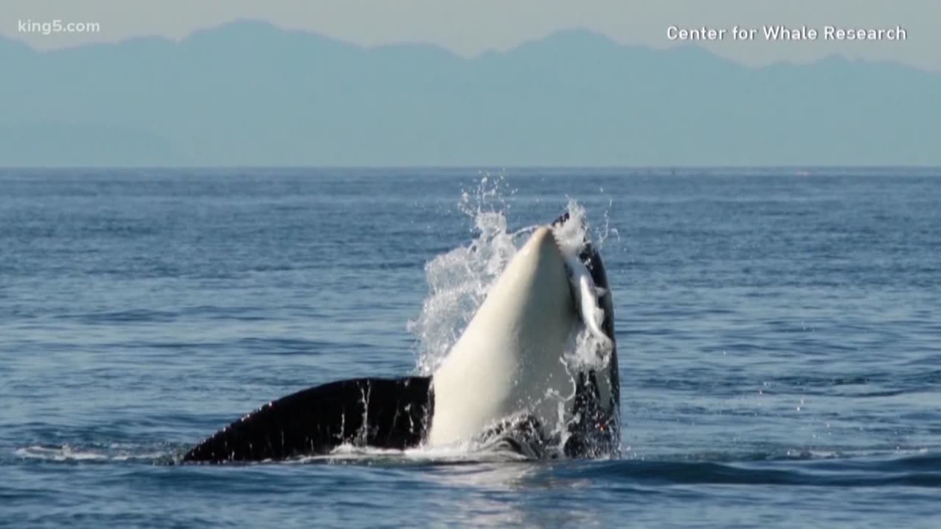 Two Deaths No Births For Southern Resident Orcas Over The Past Year King5 Com