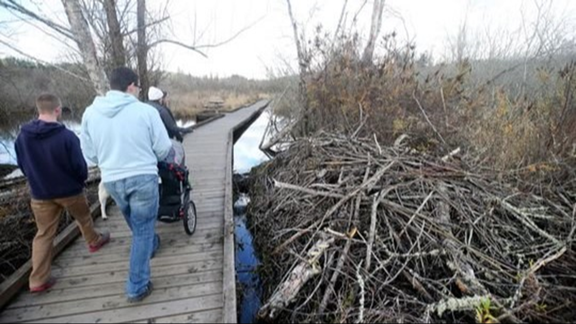 Busy beavers create salmon habitat in Kitsap | king5.com