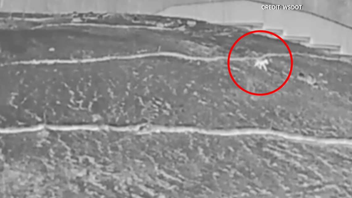 Documentarian ‘over the moon’ after coyote uses I90 wildlife bridge