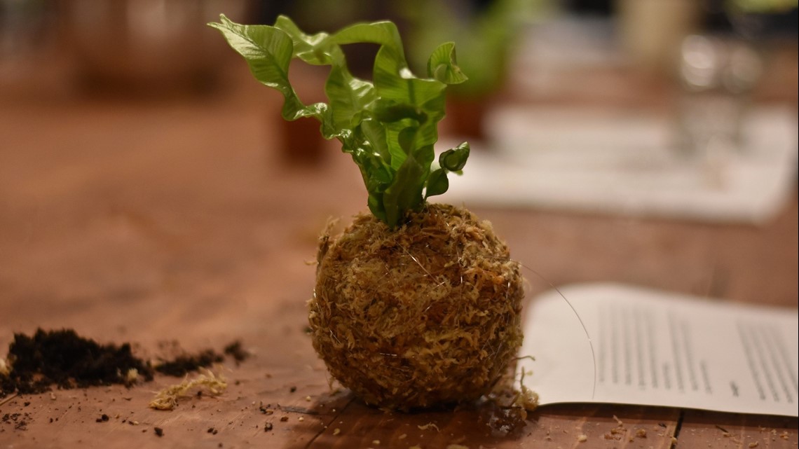 Creating Your Own Kokedama — Seattle's Favorite Garden Store Since