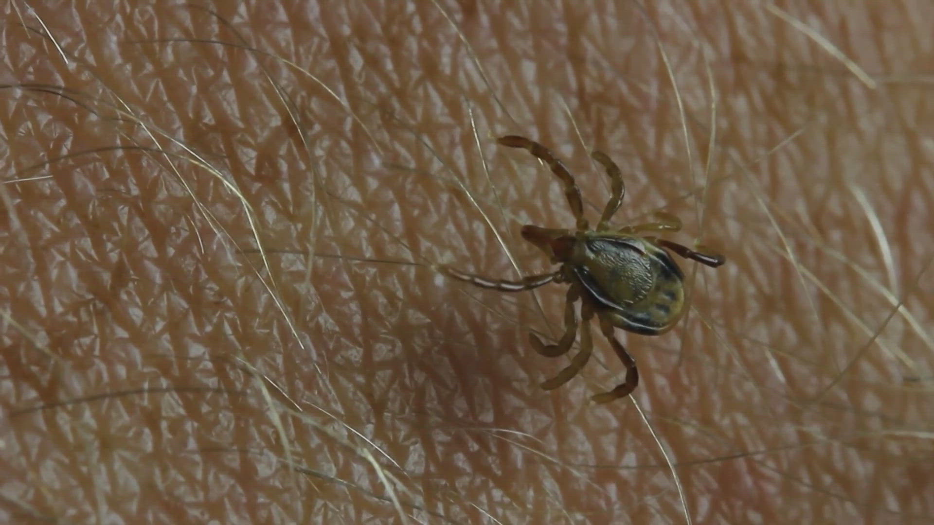 Ticks can spread diseases to humans like Rocky Mountain Spotted Fever and Lyme Disease 