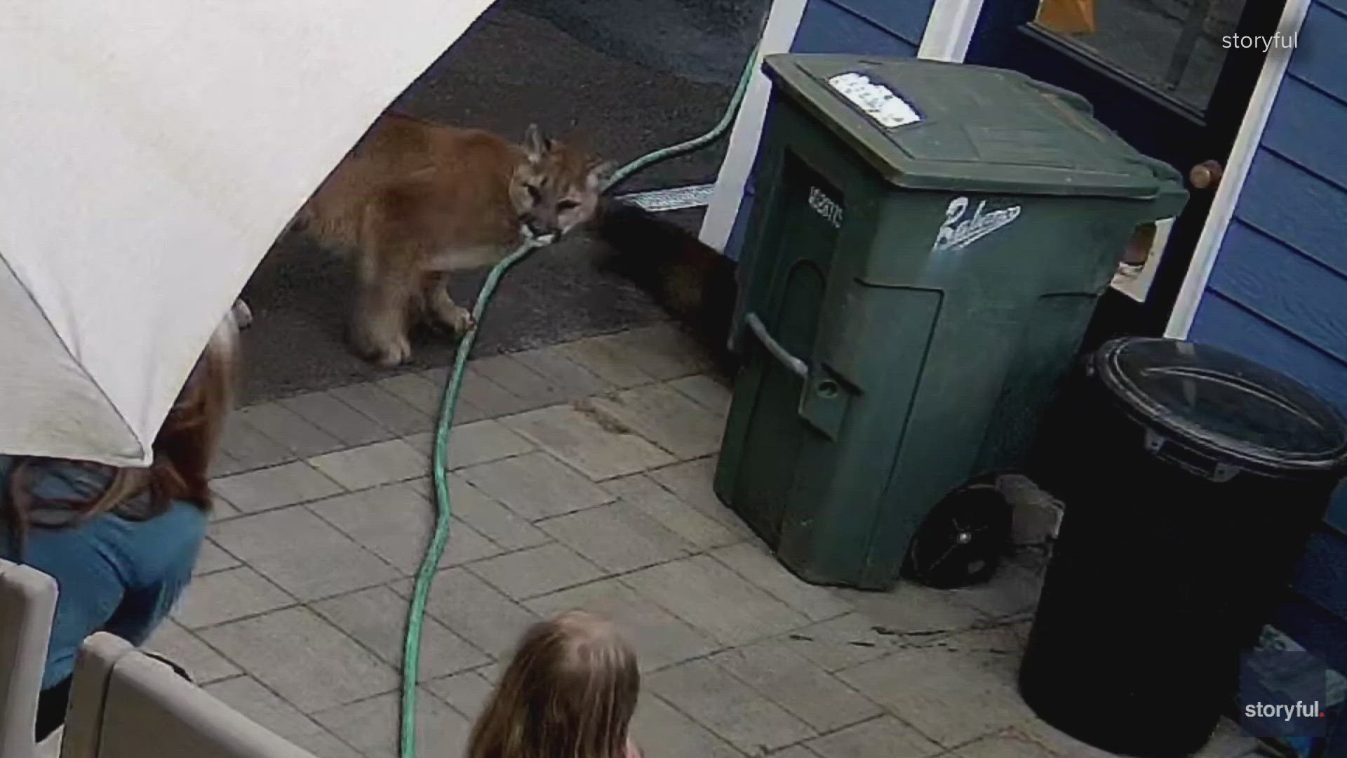 A family had a close encounter with a cougar over the weekend when the wild cat ran through their backyard and came within feet of the family.