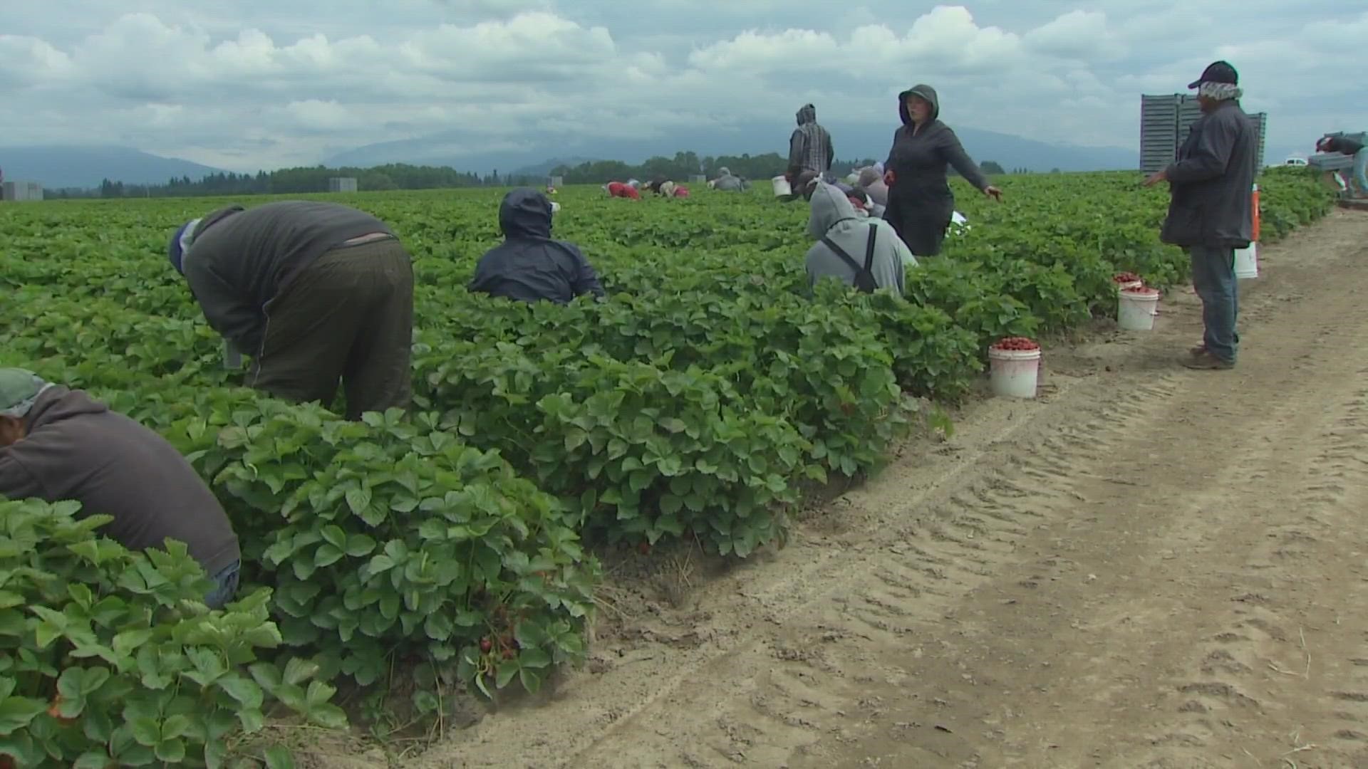 Proposed bill would limit overtime pay for WA farmworkers