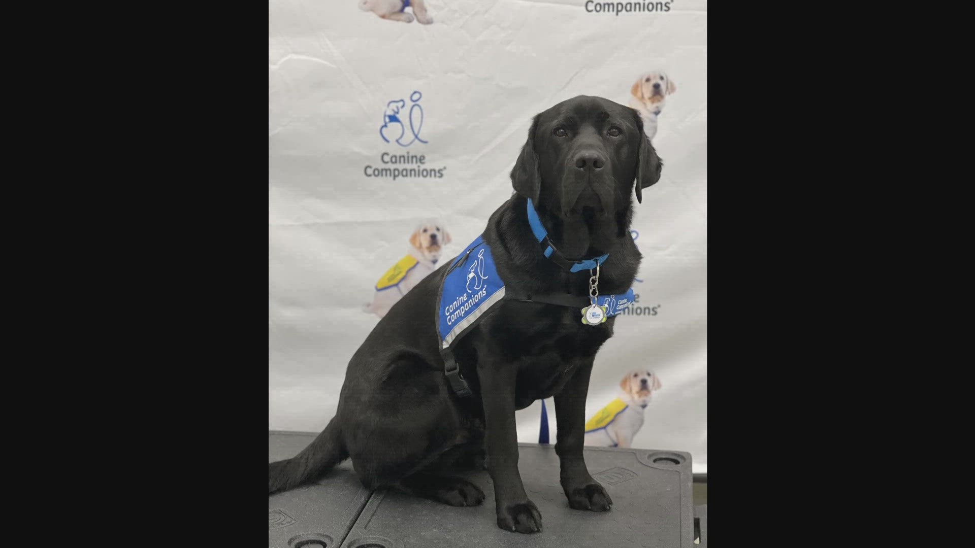 To celebrate National Puppy Day on Saturday, March 23, the service dog nonprofit Canine Companions is raising awareness about its puppy-raising volunteer program.