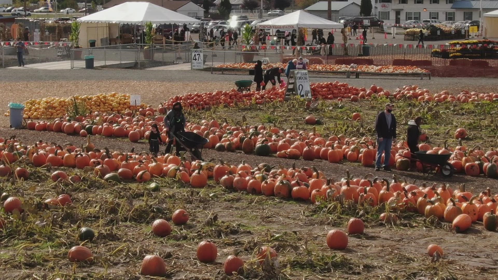 Take in a bird's-eye view of Carpinito Bros Pumpkin Patch & Corn Maze in Kent, which has been named one of the "Best Pumpkin Patches" in the nation by Yelp.