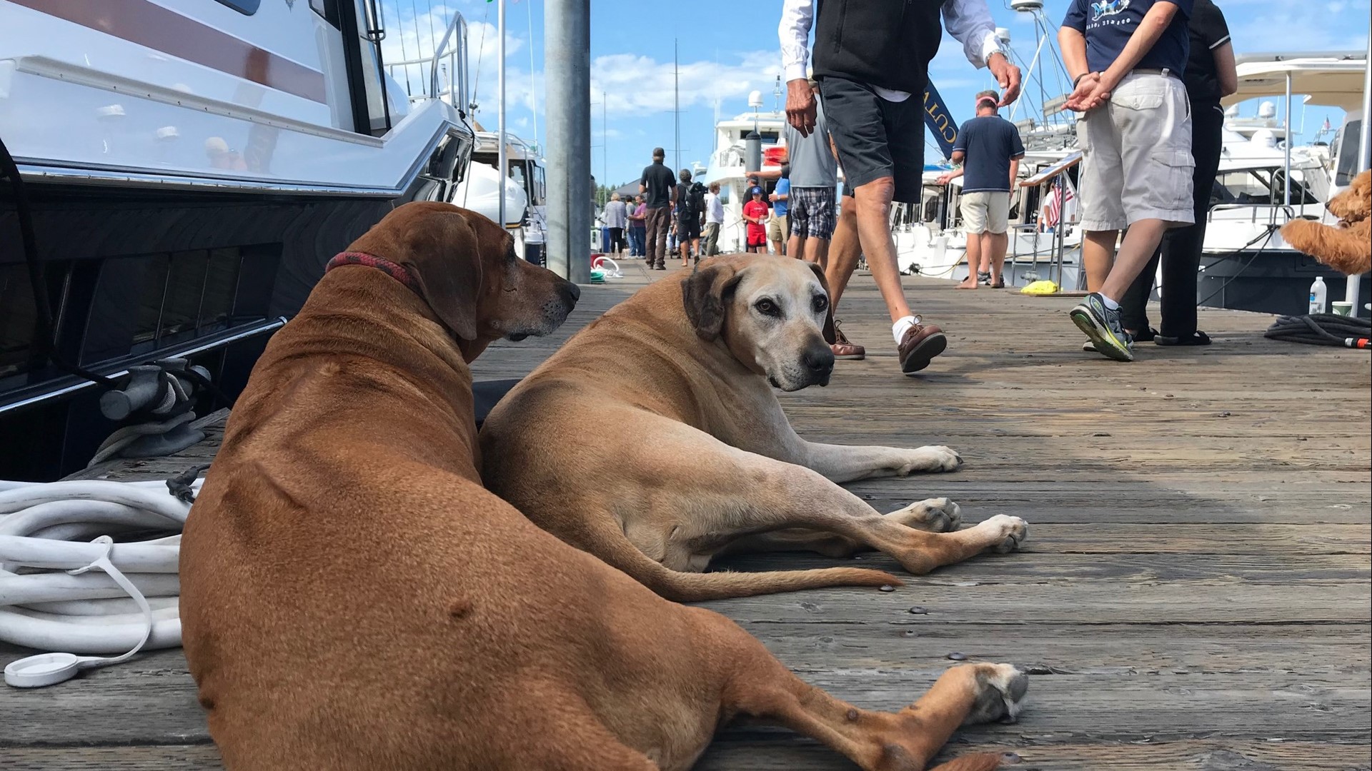Pirates and pups converge on San Juan Island to celebrate boats that get everyone out on the water. Travel provided by Kenmore Air.