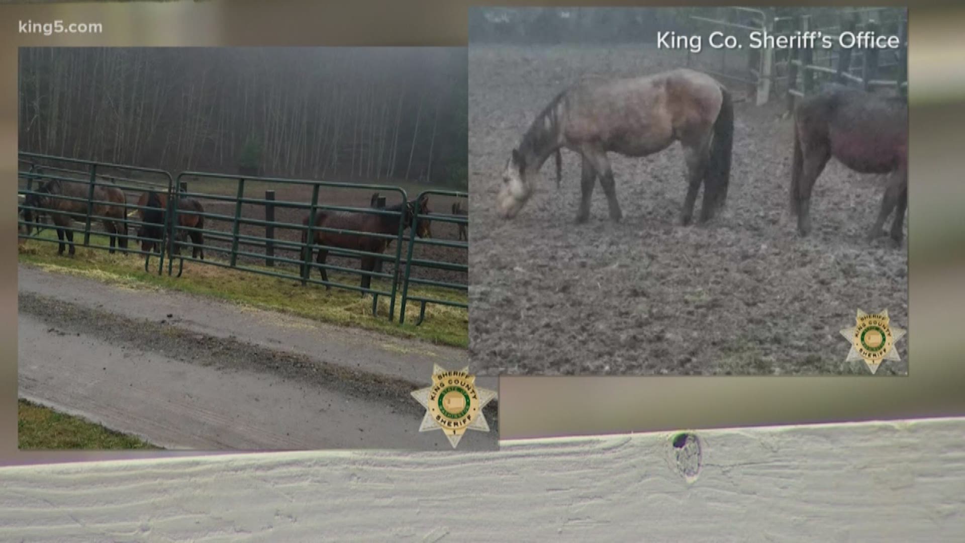 The King County Sheriff's office says the horses were left on a 4-acre piece of land with no food or shelter. KING 5's Michael Crowe reports.