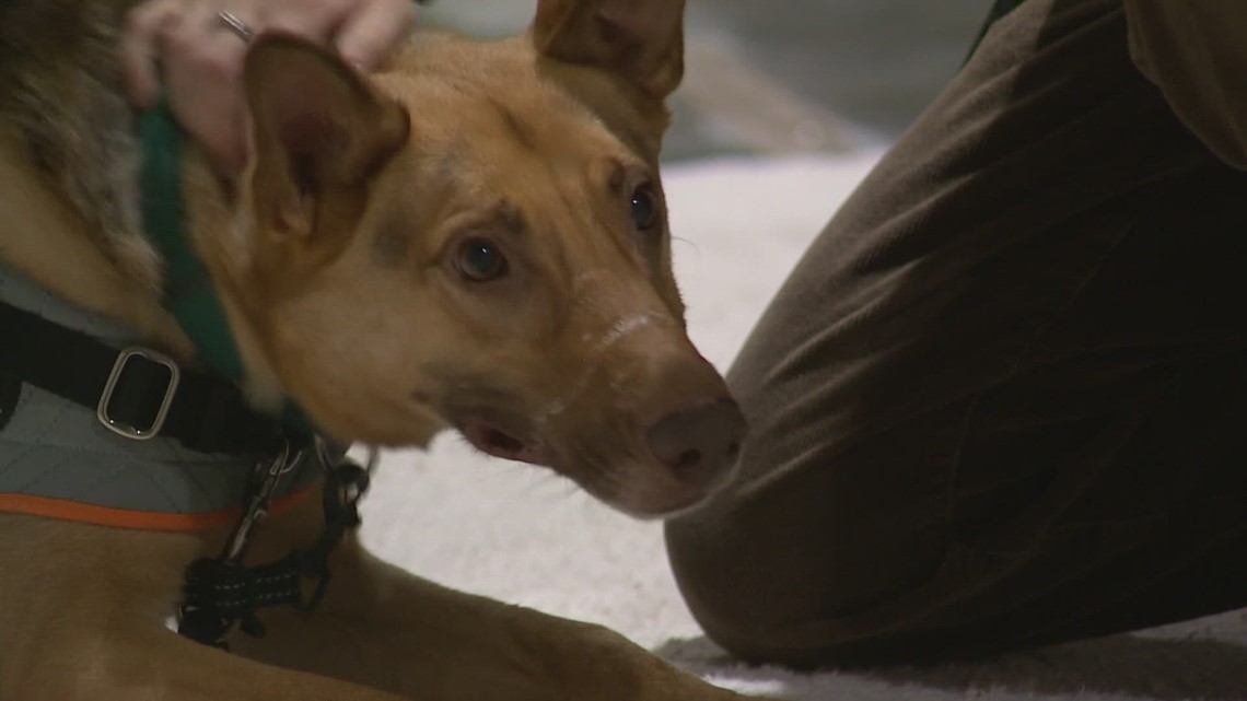 Washington lawmakers propose bill that would strengthen animal cruelty penalties - Vimarsana News