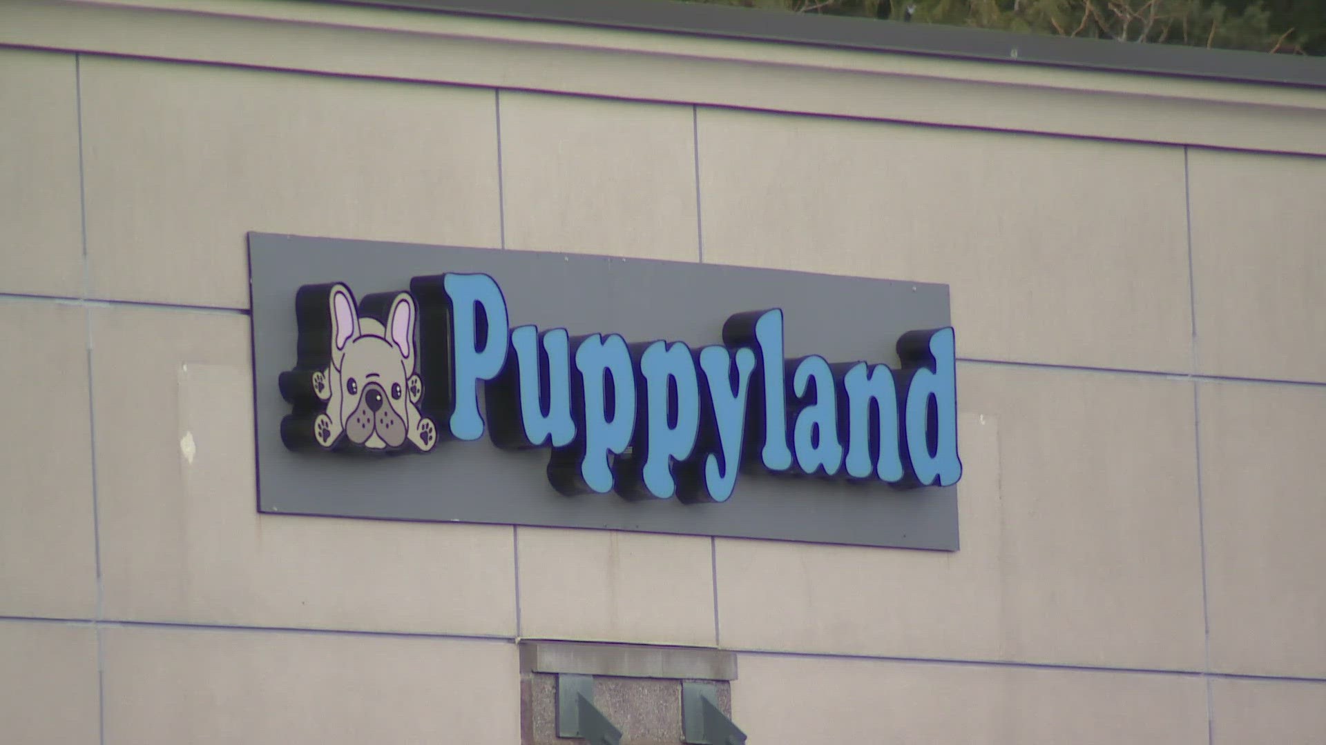 Thieves stole a French bulldog puppy worth $5,400 from the pet store in March. Two months later the store was targeted again.