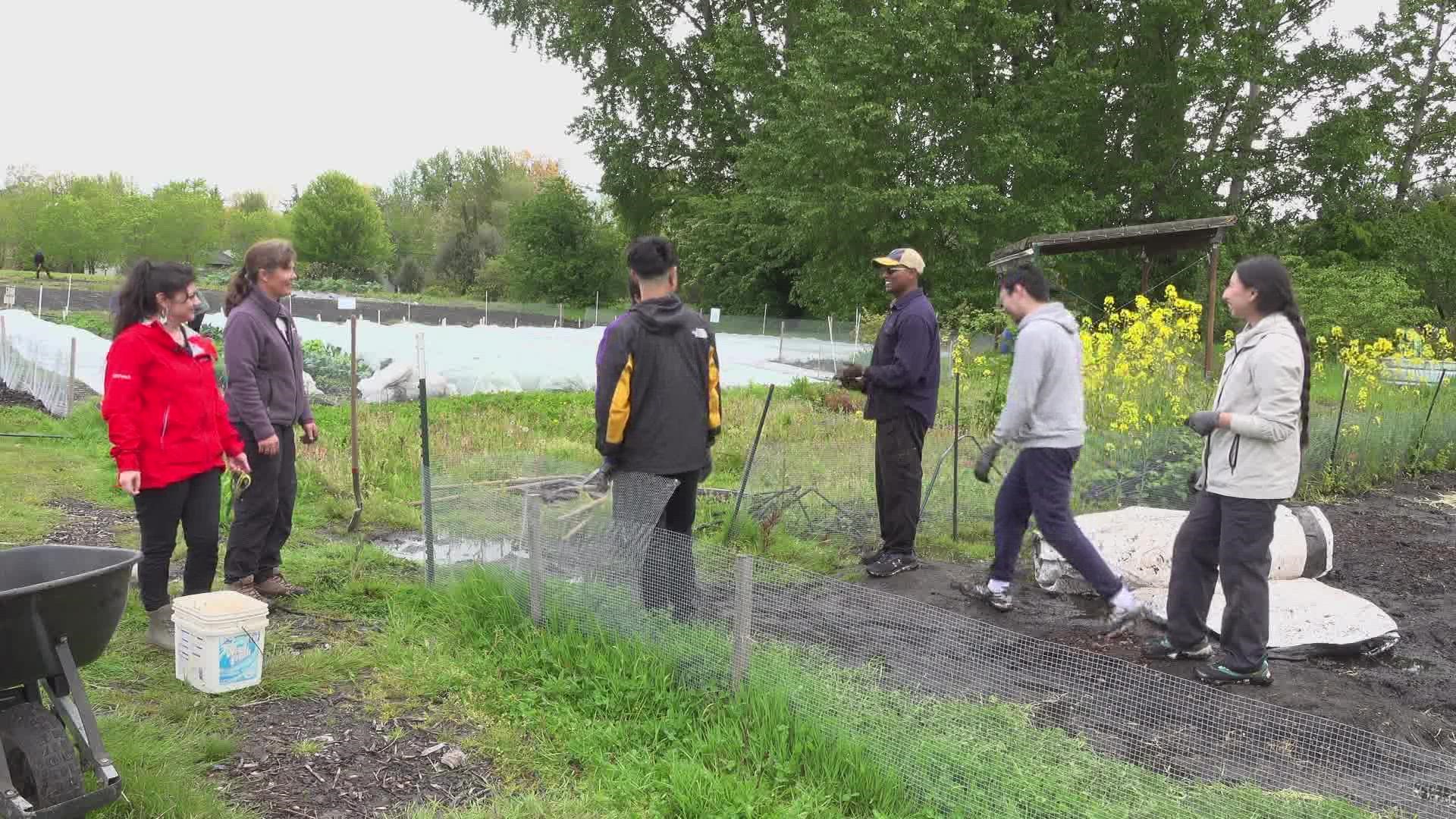 The UW Native Garden is a place for indigenous students to share their culture and community to learn about combining tradition with modern techniques.