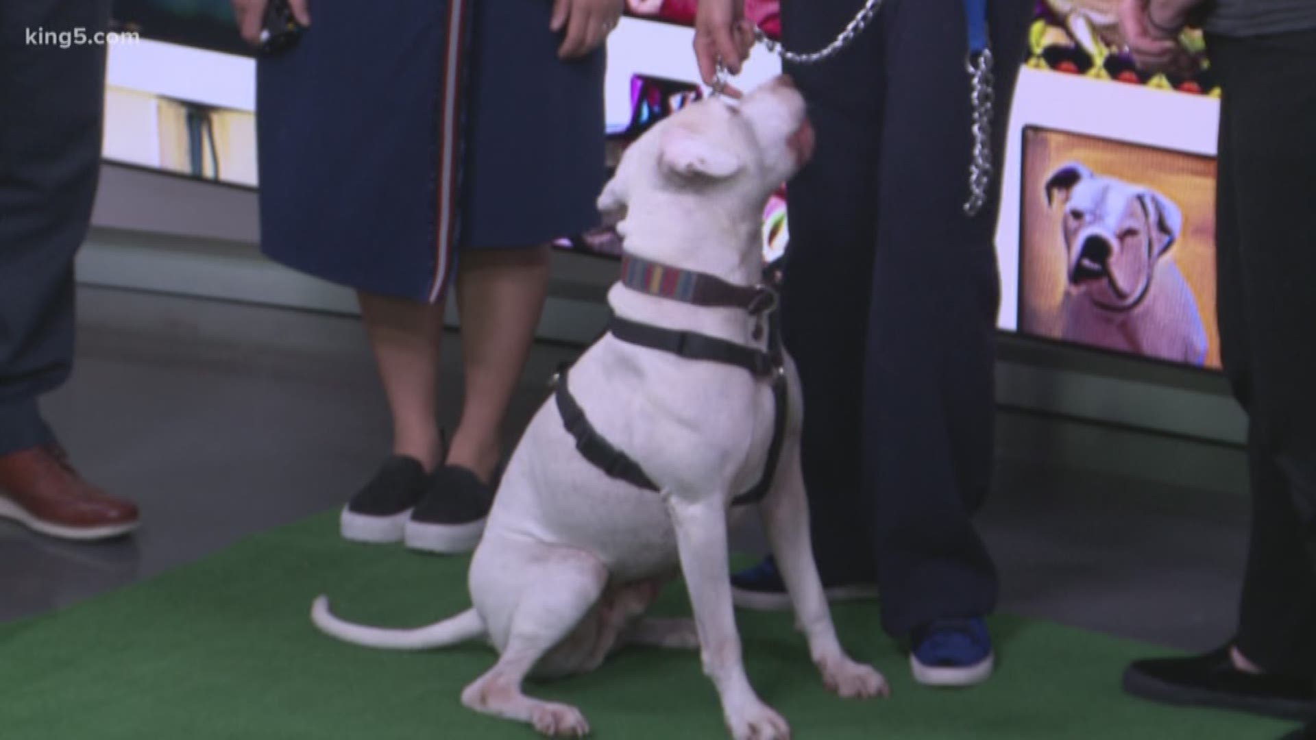 Iggy is deaf and in need of adoption.  But he and other dogs like him can learn to respond to other cues with the right training.