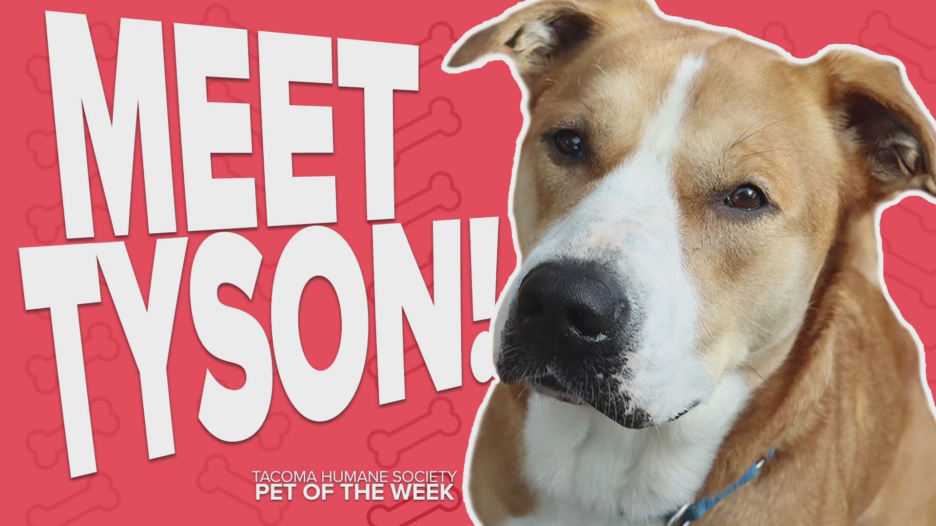 This week's featured adoptable pet is Tyson!