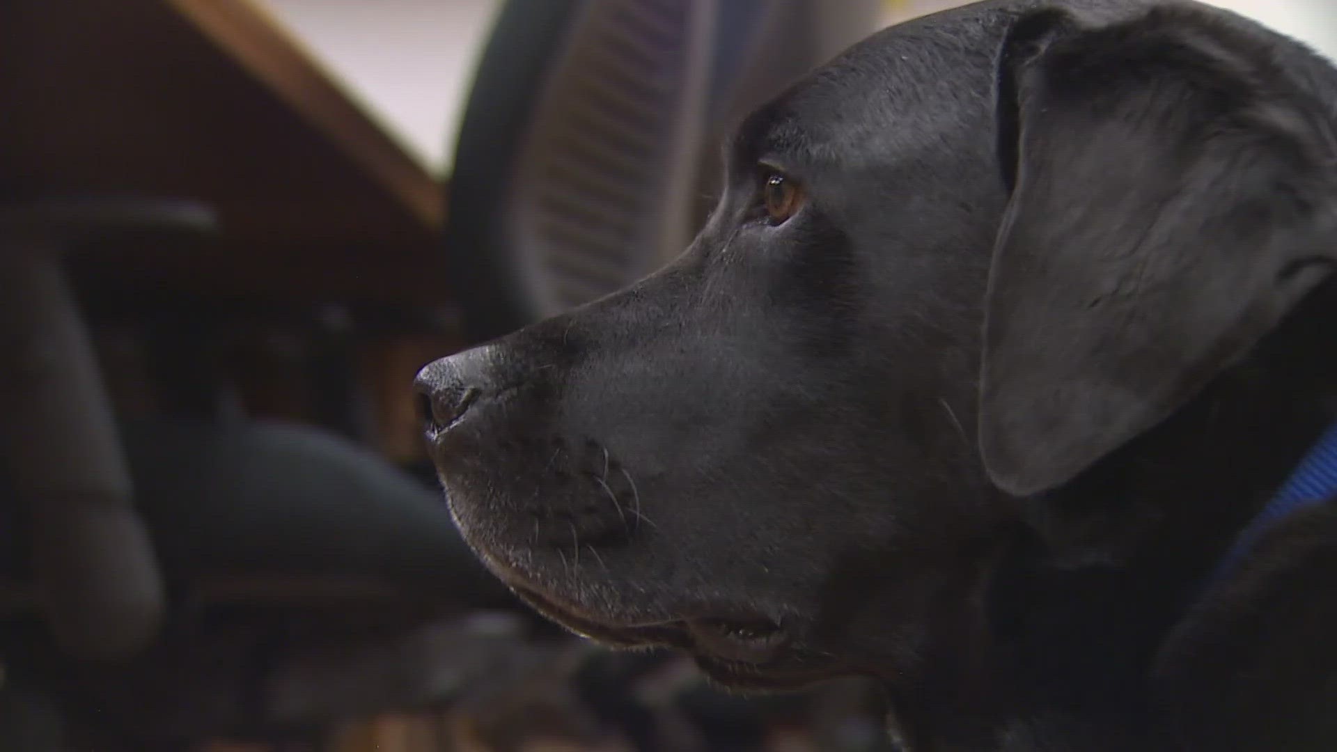 Errol the service dog is helping in cases that are particularly emotional or sad.