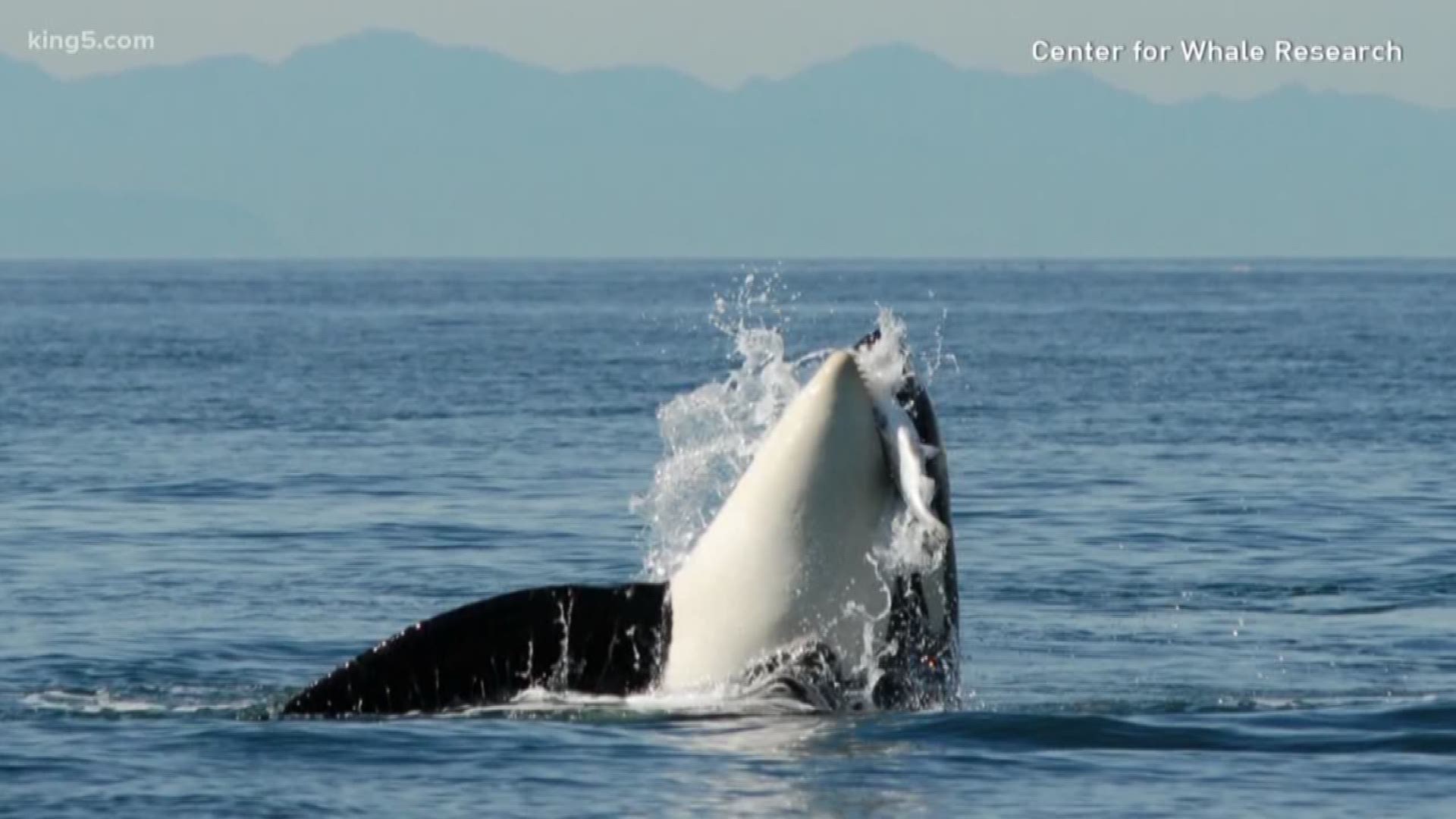 Scientists agree the Southern Resident killer whales don't have enough to eat because their favorite prey, Chinook salmon, are also disappearing.
But it's also hard for the whales to find the salmon that remain because our urban waters are so noisy. KING 5's Alison Morrow reports.
