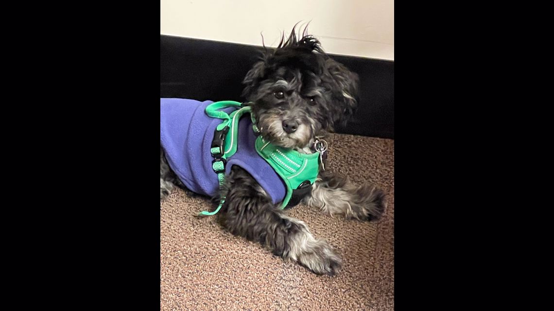 The best photos of MLB players and their dogs on National Puppy Day - Bless  You Boys